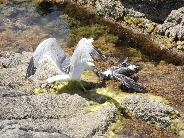 İki martı ölümüne dövüşür, bir martı hafif tüyleri olan bir yetişkin, diğeri ise daha genç ve kahverengi tüyleri ile farklılaşmış. Savaş acımasız, çok şiddetli ve ölümüne. En genç martı öldü.