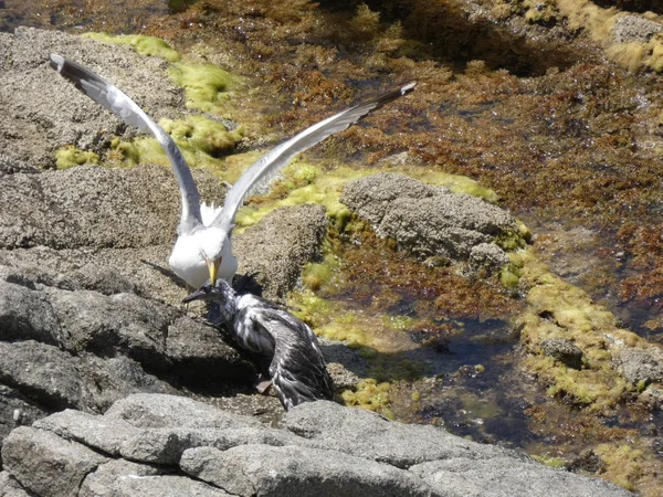 Twee Meeuwen Vechten Dood Een Zeemeeuw Een Volwassene Met Zijn — Stockfoto