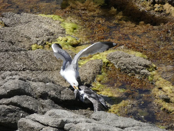 Dos Gaviotas Luchan Hasta Muerte Una Gaviota Adulto Con Sus — Foto de Stock