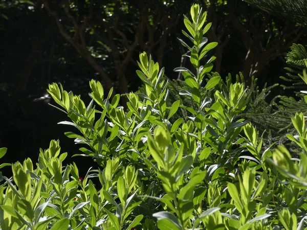 Hojas Verdes Frescas Suaves Una Planta Jardín Iluminadas Temprano Día — Foto de Stock