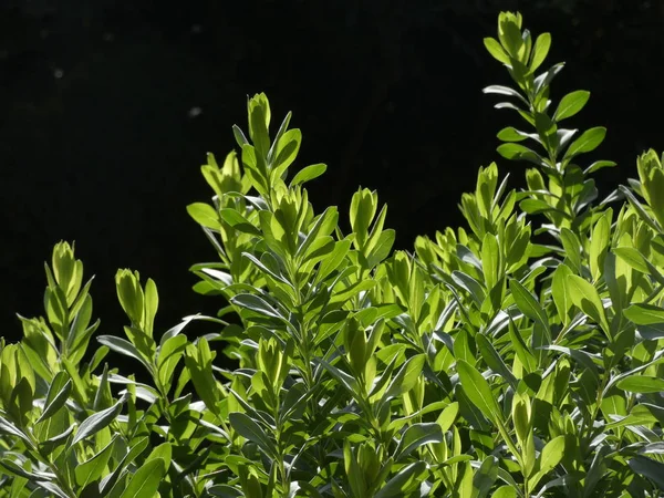 Świeże Gładkie Zielone Liście Roślin Ogrodowych Oświetlone Wcześnie Dzień Letni — Zdjęcie stockowe