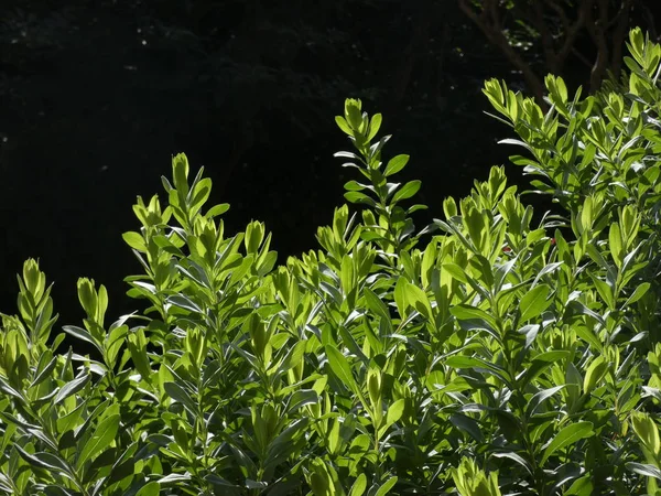 Folhas Verdes Frescas Lisas Uma Planta Jardim Iluminadas Cedo Dia — Fotografia de Stock