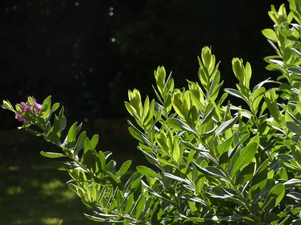 Hojas Verdes Frescas Suaves Una Planta Jardín Iluminadas Temprano Día — Foto de Stock