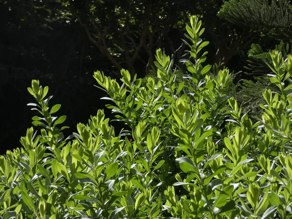 Hojas Verdes Frescas Suaves Una Planta Jardín Iluminadas Temprano Día — Foto de Stock