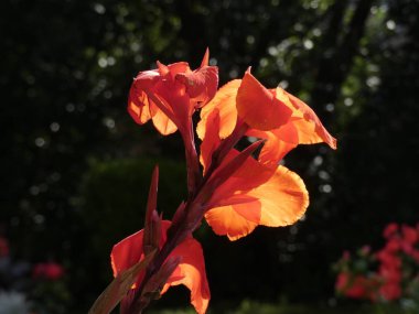 Tam bahar ihtişamıgüzel bahçe çiçekleri.