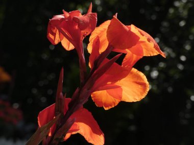 Tam bahar ihtişamıgüzel bahçe çiçekleri.