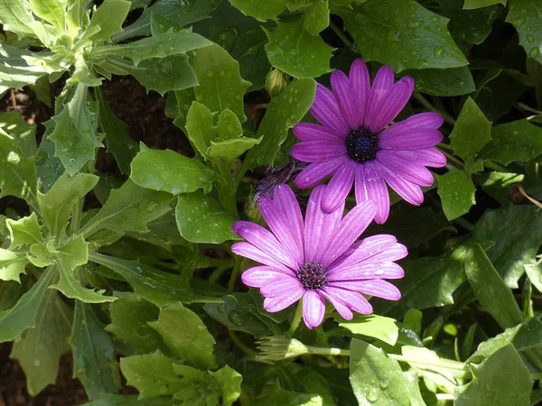 Όμορφα Λουλούδια Κήπου Πλήρες Μεγαλείο Άνοιξη — Φωτογραφία Αρχείου