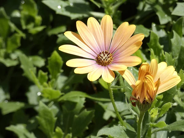 Hermosas Flores Jardín Pleno Esplendor Primavera — Foto de Stock