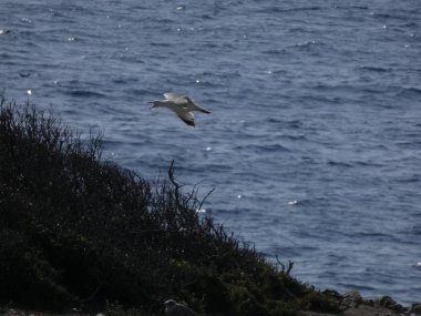 Martı mavi gökyüzünde uçuyor, kimsenin yavrularını rahatsız etmemesini izliyor.