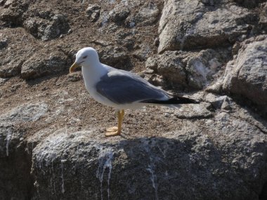 Uçup gitmek ya da yavrusunu korumak için bir uçurumun kayalıklarında olan martı.