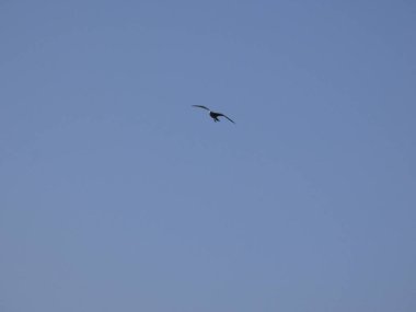 Martı mavi gökyüzünde uçuyor, kimsenin yavrularını rahatsız etmemesini izliyor.