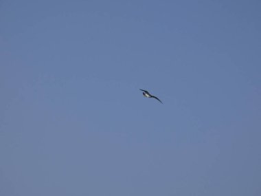 Martı mavi gökyüzünde uçuyor, kimsenin yavrularını rahatsız etmemesini izliyor.