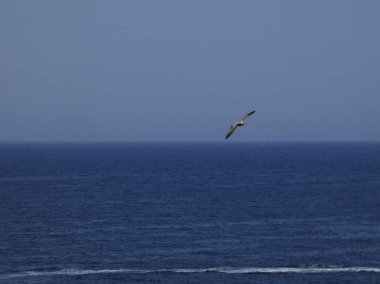 Martı mavi gökyüzünde uçuyor, kimsenin yavrularını rahatsız etmemesini izliyor.