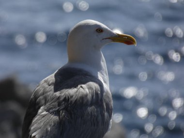 Martı ufka bakıyor ve kimsenin yavrularını rahatsız etmiyor.