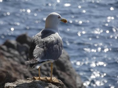 Martı ufka bakıyor ve kimsenin yavrularını rahatsız etmiyor.