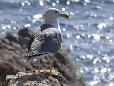 Martı ufka bakıyor ve kimsenin yavrularını rahatsız etmiyor.
