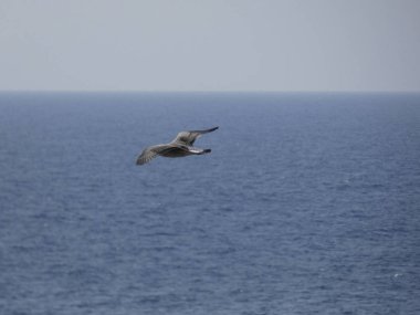 Martı mavi gökyüzünde uçuyor, kimsenin yavrularını rahatsız etmemesini izliyor.