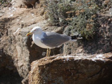 Uçup gitmek ya da yavrusunu korumak için bir uçurumun kayalıklarında olan martı.