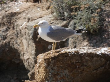 Uçup gitmek ya da yavrusunu korumak için bir uçurumun kayalıklarında olan martı.