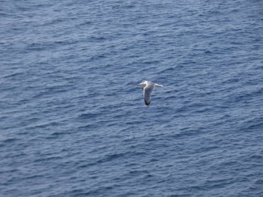 Martı mavi gökyüzünde uçuyor, kimsenin yavrularını rahatsız etmemesini izliyor.