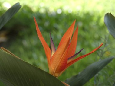Güzel bahçe çiçek, çok iyi bahçıvanlık gerçek bir profesyonel tarafından bakım