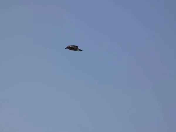 Mouette Volant Dans Ciel Bleu Regardant Que Personne Dérange Ses — Photo
