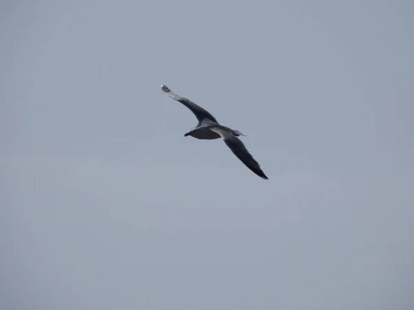 Seagull flying through the blue sky, watching that no one bothers her chicks