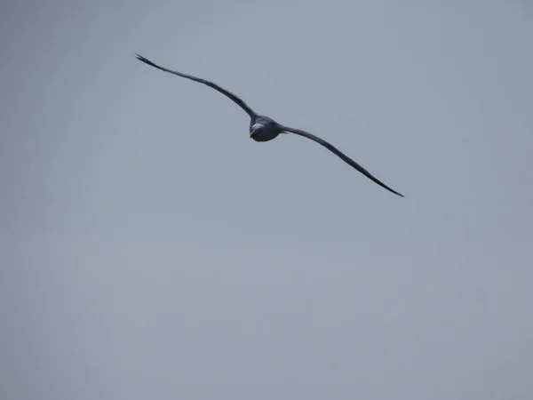 Gaivota Voando Pelo Céu Azul Observando Que Ninguém Incomoda Seus — Fotografia de Stock