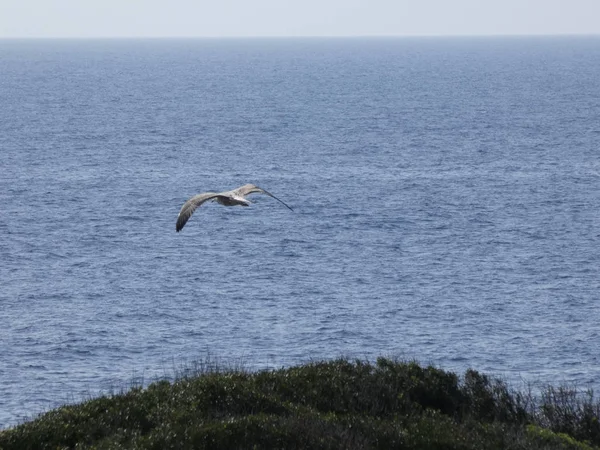 Mouette Volant Dans Ciel Bleu Regardant Que Personne Dérange Ses — Photo