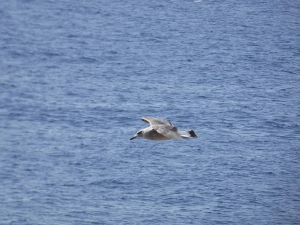 Seagull Prolétla Modrým Nebem Pozorovala Nikdo Netrápí — Stock fotografie