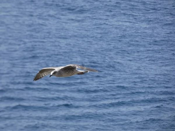 Mouette Volant Dans Ciel Bleu Regardant Que Personne Dérange Ses — Photo