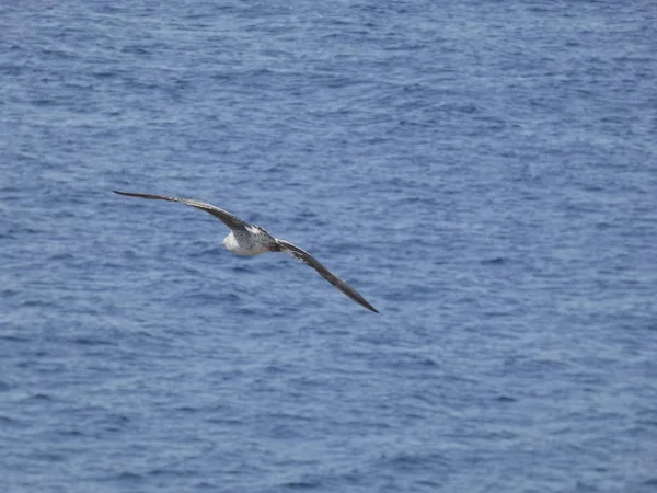 Seagull Flying Blue Sky Watching One Bothers Her Chicks — Stock Photo, Image