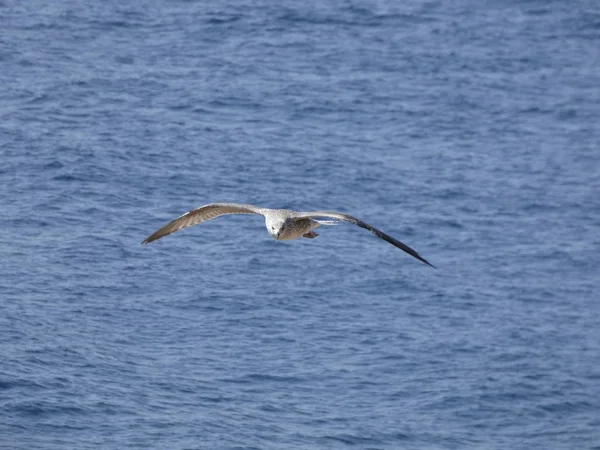 Seagull Vliegen Door Blauwe Lucht Kijken Dat Niemand Stoort Haar — Stockfoto