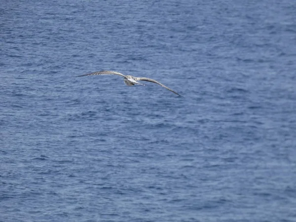 Seagull Pływające Przez Błękitne Niebo Oglądając Nikt Nie Przeszkadza Jej — Zdjęcie stockowe