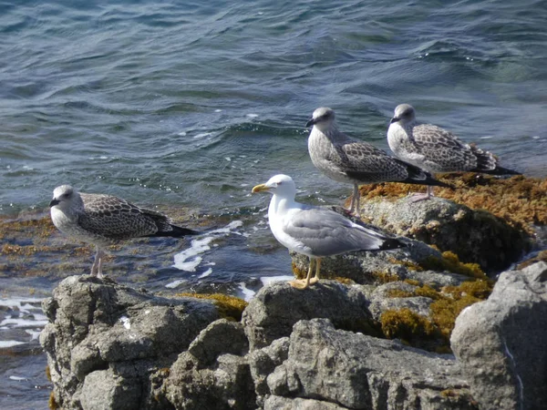 悬崖上的海鸥 母子在巢中 保护海鸥和小鸡免受害虫和敌人的伤害 — 图库照片