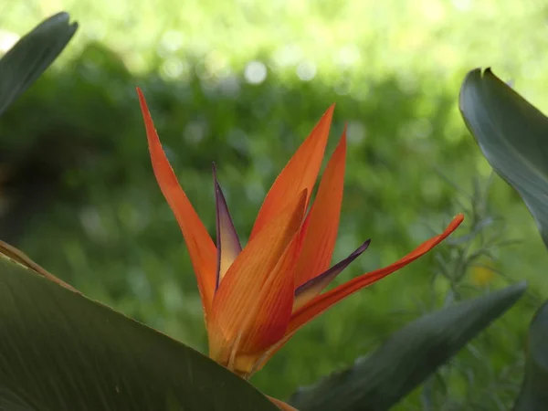 Flor Jardín Muy Hermosa Tropical Con Clima Cálido — Foto de Stock
