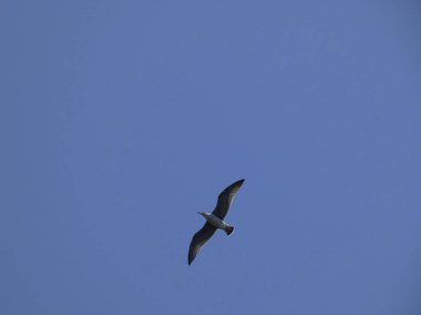 Akdeniz denizi üzerinde uçan vahşi martı ve yuvası ve civciv olduğu uçurumun üzerinde. Yırtıcıların veya diğer martıların girişlerinin izlenmesi.