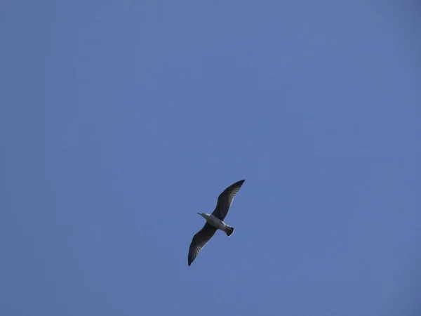 Gaviota Salvaje Volando Sobre Mar Mediterráneo Sobre Acantilado Donde Tiene —  Fotos de Stock