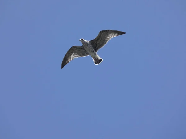 Wild Seagull Flying Mediterranean Sea Cliff Has Its Nest Its — Stock Photo, Image