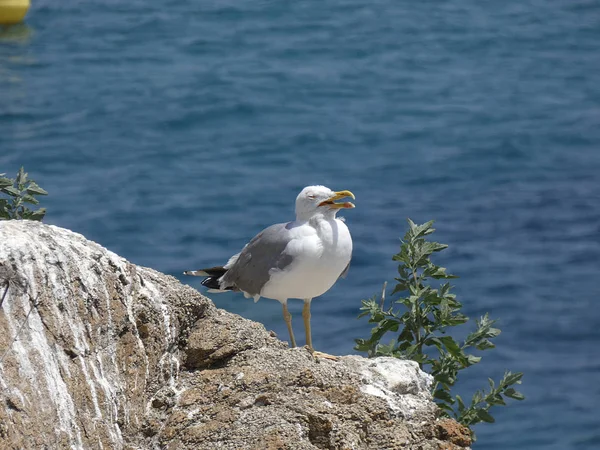 Relaxed Seagull Cliff Background Blue Mediterranean Sea Seagulls Fly Plan — Stock Photo, Image