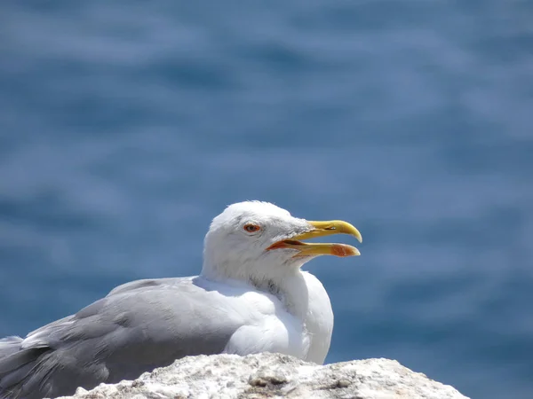 Relaxed seagull on a cliff with the background of blue mediterranean sea. Seagulls fly and plan very well.