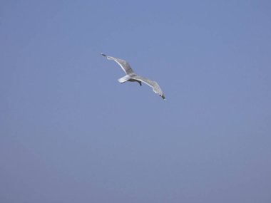 Akdeniz'in mavi gökyüzünün altında uçan martı. Uçurum yuvasını izlemek, olası düşmanları veya yırtıcıları aramak. Esinti ile oynamak ve hava akımlarından yararlanmak.