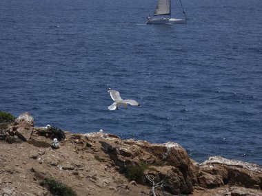Akdeniz'in mavi gökyüzünün altında uçan martı. Uçurum yuvasını izlemek, olası düşmanları veya yırtıcıları aramak. Esinti ile oynamak ve hava akımlarından yararlanmak.