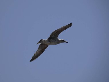 Akdeniz'in mavi gökyüzünün altında uçan martı. Uçurum yuvasını izlemek, olası düşmanları veya yırtıcıları aramak. Esinti ile oynamak ve hava akımlarından yararlanmak.