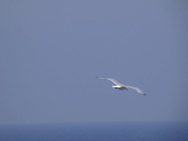 Akdeniz'in mavi gökyüzünün altında uçan martı. Uçurum yuvasını izlemek, olası düşmanları veya yırtıcıları aramak. Esinti ile oynamak ve hava akımlarından yararlanmak.
