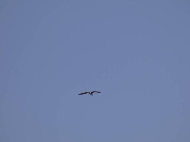 Akdeniz'in mavi gökyüzünün altında uçan martı. Uçurum yuvasını izlemek, olası düşmanları veya yırtıcıları aramak. Esinti ile oynamak ve hava akımlarından yararlanmak.