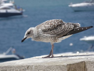 Genç martı civciv, Genç martısiyah gagaları ve koyu kahverengi tüyleri var. Yetişkin martılar çok daha hafif tüyleri ve sarı gaga var