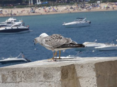 Genç martı civciv, Genç martısiyah gagaları ve koyu kahverengi tüyleri var. Yetişkin martılar çok daha hafif tüyleri ve sarı gaga var