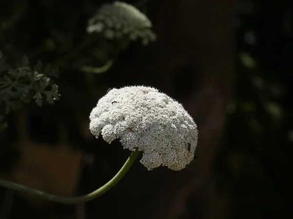 Wildblumen Straßenrand Der Costa Brava Der Ansatz Der Insekten Den — Stockfoto