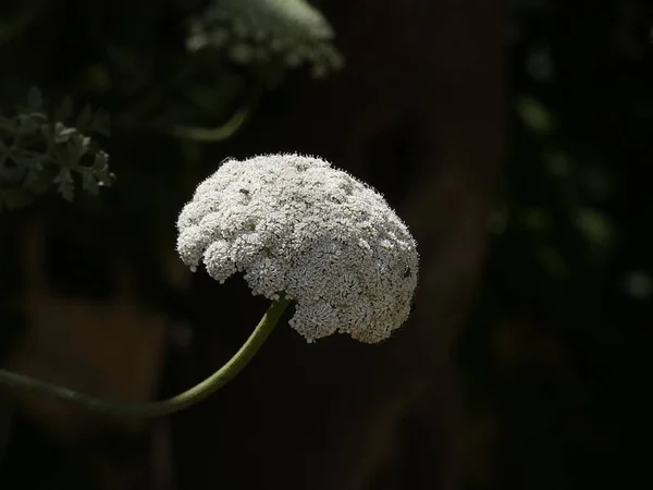 Flores Silvestres Lado Una Carretera Costa Brava Los Insectos Acercan —  Fotos de Stock